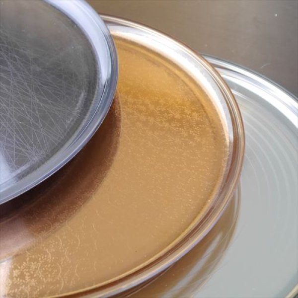 画像11: モダンプラ食器/吉田テクノワークス/ornament/Design Tray L/Circle/Φ27 X H1 (11)